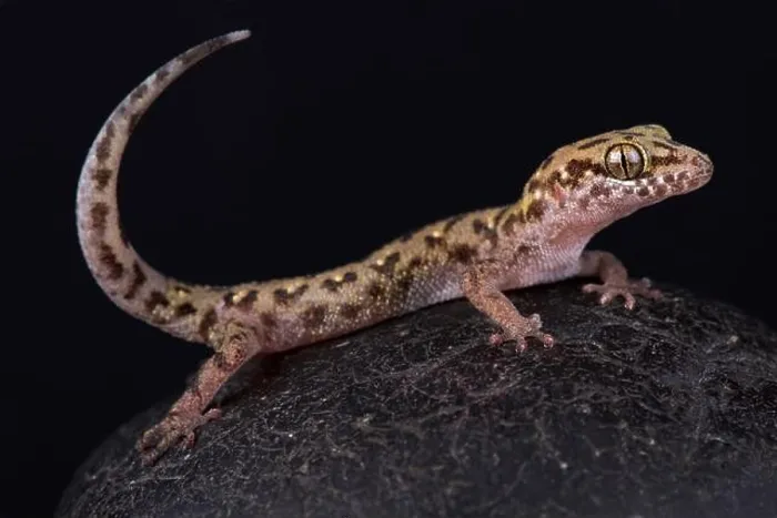 Framed Print : Siamese leaf-toed gecko (Dixonius siamensis) Framed Print : Siamese leaf-toed gecko (Dixonius siamensis)