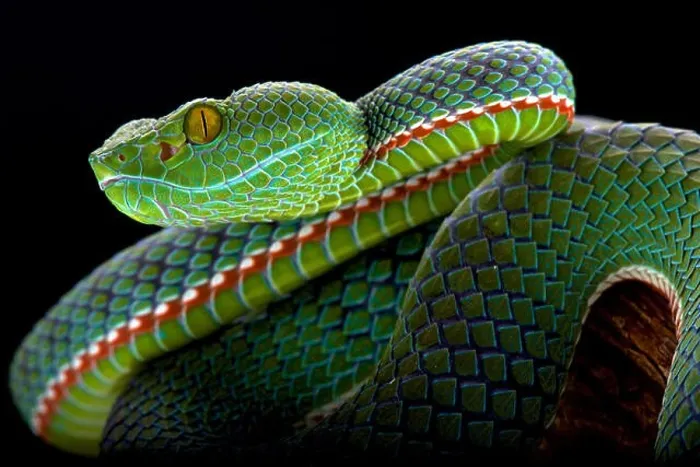 Framed Print : Siamese Peninsula Pitviper (Popeia fucata) Framed Print : Siamese Peninsula Pitviper (Popeia fucata)