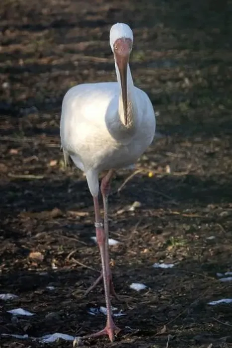 Framed Print : Siberian crane (Grus leucogeranus), also known as the snow crane. Wildlife animal Framed Print : Siberian crane (Grus leucogeranus), also known as the snow crane. Wildlife animal