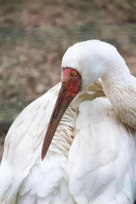 Framed Print : Siberian crane (Grus leucogeranus), also known as the snow crane. Wildlife animal Framed Print : Siberian crane (Grus leucogeranus), also known as the snow crane. Wildlife animal