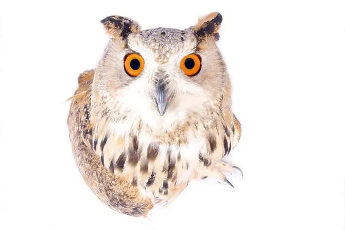Framed Print : Siberian eagle-owl, Bubo bubo sibiricus Framed Print : Siberian eagle-owl, Bubo bubo sibiricus