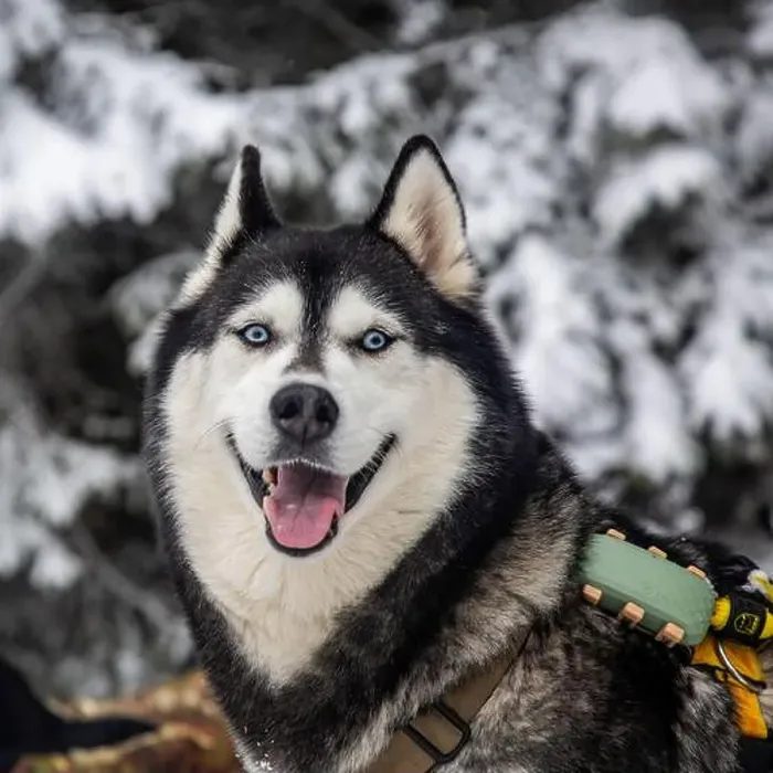 Framed Print : A Siberian husky, with its iconic blue eyes and thick winter coat