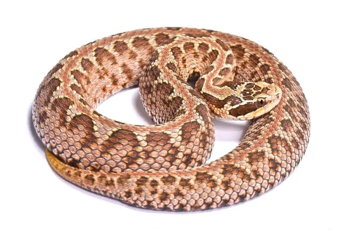 Framed Print : Siberian pit viper, Gloydius halys