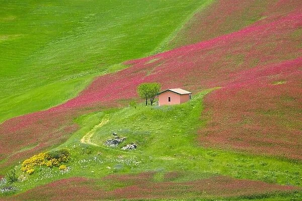 Sicily spring landscape with flowers and meadow in Central Sicily, Italy