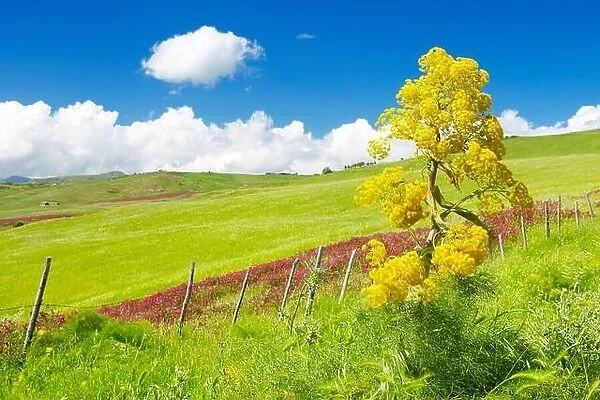 Sicily spring meadow landscape, Central Sicily, Italy