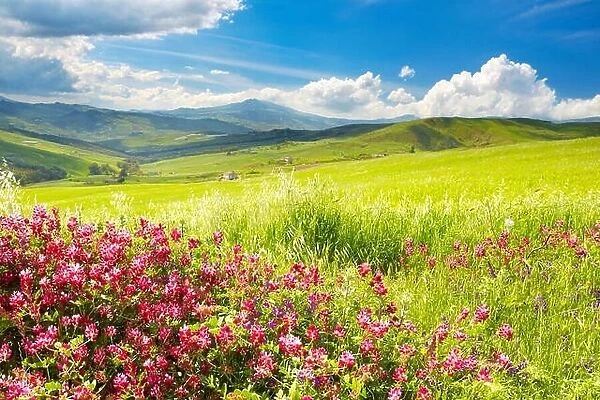 Sicily spring meadow landscape with flowers, Sicily Island, Italy
