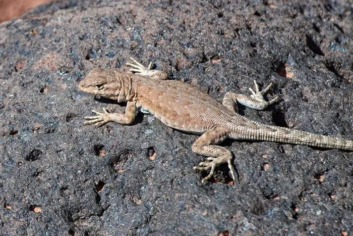 Framed Print : Side-Blotched Lizard on the Fremont Gorge Trail, Capitol Reef National Park, Utah Framed Print : Side-Blotched Lizard on the Fremont Gorge Trail, Capitol Reef National Park, Utah