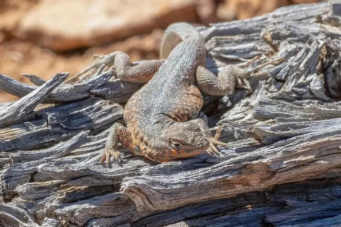 Framed Print : Side-blotched lizard on the Fremont Gorge Trail, Capitol Reef National Park, Utah Framed Print : Side-blotched lizard on the Fremont Gorge Trail, Capitol Reef National Park, Utah