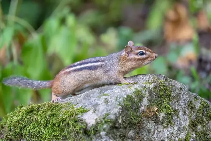 Framed Print : Sideview of Cute litte Eastern Chipmunk (Tamias striatus) as it climbs on rock in garden Framed Print : Sideview of Cute litte Eastern Chipmunk (Tamias striatus) as it climbs on rock in garden