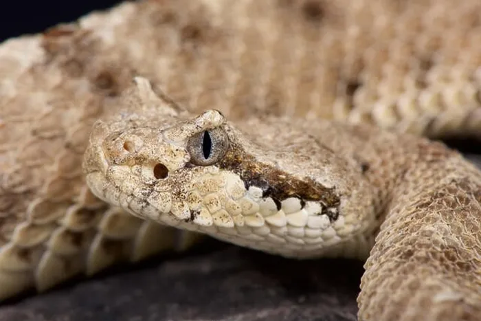Framed Print : Sidewinder / Crotalus cerastes Framed Print : Sidewinder / Crotalus cerastes