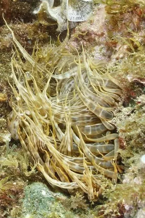 Framed Print : Siebanamone (Aiptasia mutabilis) with long tentacles in an underwater environment Framed Print : Siebanamone (Aiptasia mutabilis) with long tentacles in an underwater environment