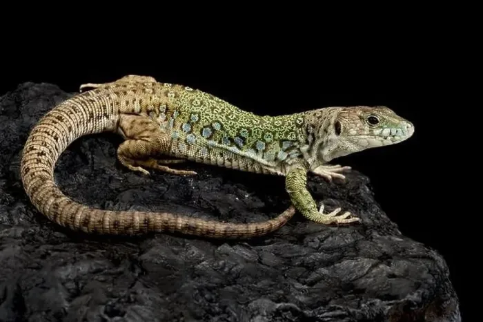 Framed Print : Sierra Nevada lizard (Timon nevadensis) Framed Print : Sierra Nevada lizard (Timon nevadensis)