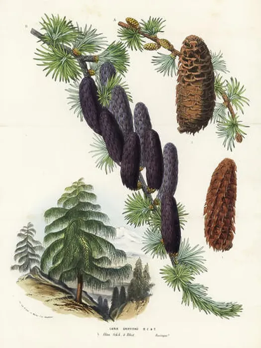 Framed Print : Sikkim larch, Larix griffithii