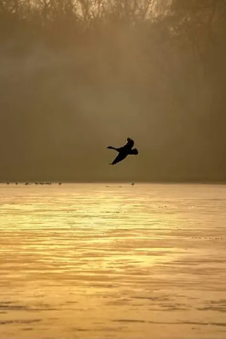 Framed Print : Silhouette of a Canada Goose in flight over a golden lake on a misty morning capturing tranquil freedom Framed Print : Silhouette of a Canada Goose in flight over a golden lake on a misty morning capturing tranquil freedom