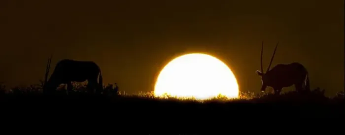 Framed Print : Silhouette of two Gemsboks (Oryx) in sunset, Kgalagadi Transfrontier Park, Namibia Framed Print : Silhouette of two Gemsboks (Oryx) in sunset, Kgalagadi Transfrontier Park, Namibia