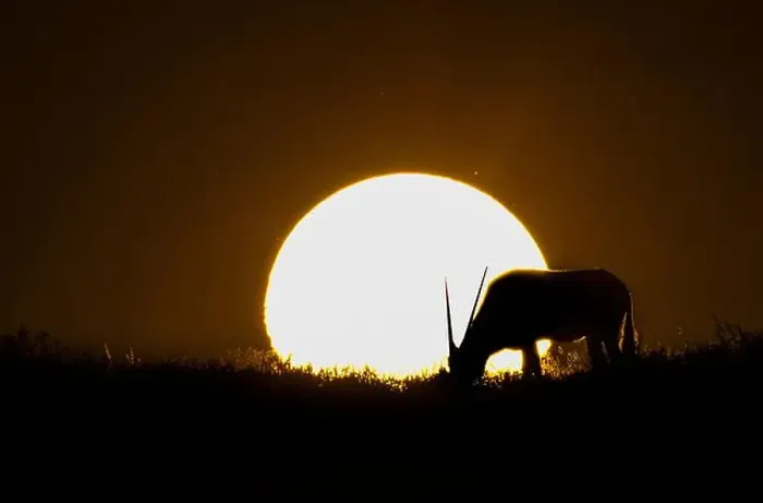 Framed Print : Silhouette of male gemsbok or oryx (Oryx gazella) grazing at sunset, Sossusvlei, Namibia, Africa Framed Print : Silhouette of male gemsbok or oryx (Oryx gazella) grazing at sunset, Sossusvlei, Namibia, Africa