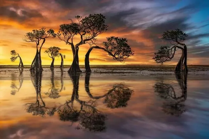 Framed Print : Silhouette of mangrove trees and reflections at low tide, Sumba, East Nusa Tenggar, Indonesia Framed Print : Silhouette of mangrove trees and reflections at low tide, Sumba, East Nusa Tenggar, Indonesia