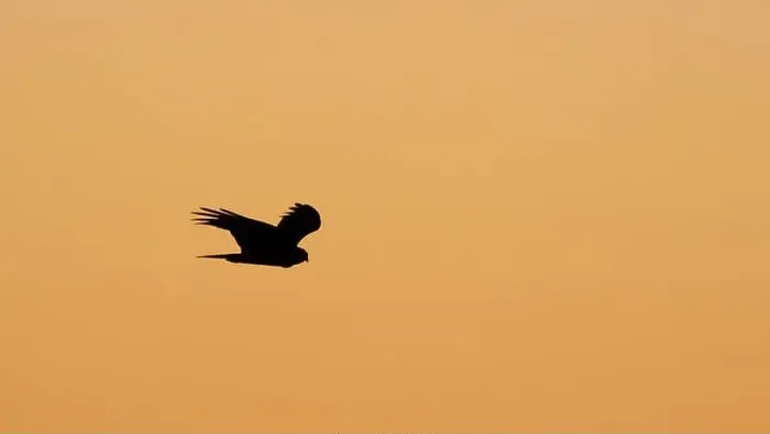 Framed Print : Silhouette of northern harrier (Circus hudsonius) flying at sunset, Texas, USA Framed Print : Silhouette of northern harrier (Circus hudsonius) flying at sunset, Texas, USA