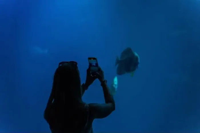 Framed Print : Silhouette of a woman in an oceanarium photographing exotic fish. Beautiful dark background. High quality photo Framed Print : Silhouette of a woman in an oceanarium photographing exotic fish. Beautiful dark background. High quality photo