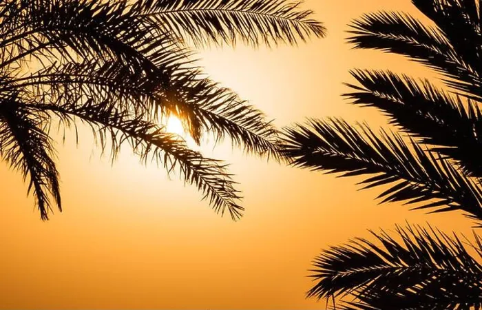Framed Print : Silhouettes of palm leaves against tropical sunset sky Framed Print : Silhouettes of palm leaves against tropical sunset sky