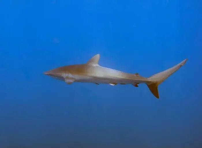 Framed Print : Silky Shark (Carcharhinus falciformis) in the Pacific Ocean, Baja California Sur, Mexico Framed Print : Silky Shark (Carcharhinus falciformis) in the Pacific Ocean, Baja California Sur, Mexico