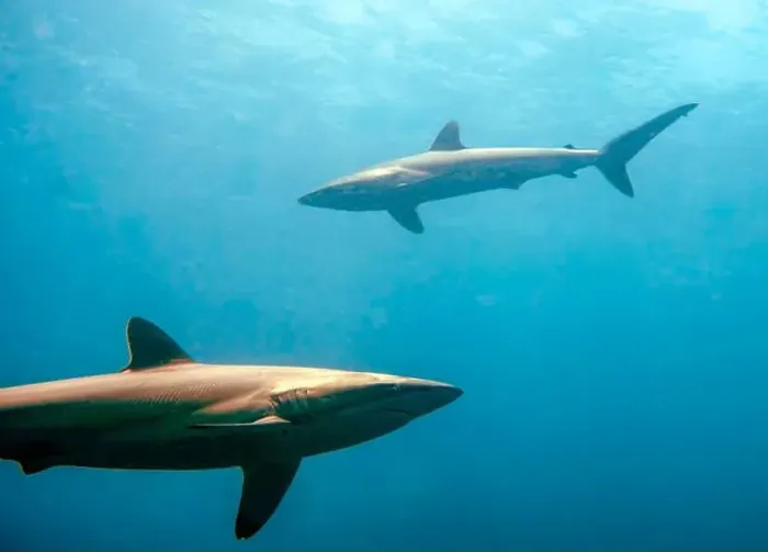 Framed Print : Silky Shark (Carcharhinus falciformis) in the Pacific Ocean, Baja California Sur, Mexico Framed Print : Silky Shark (Carcharhinus falciformis) in the Pacific Ocean, Baja California Sur, Mexico