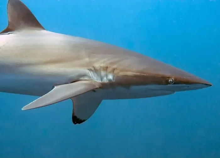 Framed Print : Silky Shark (Carcharhinus falciformis) in the Pacific Ocean, Baja California Sur, Mexico Framed Print : Silky Shark (Carcharhinus falciformis) in the Pacific Ocean, Baja California Sur, Mexico