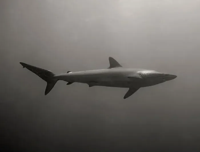 Framed Print : Silky Shark (Carcharhinus falciformis) in the Pacific Ocean, Baja California Sur, Mexico Framed Print : Silky Shark (Carcharhinus falciformis) in the Pacific Ocean, Baja California Sur, Mexico