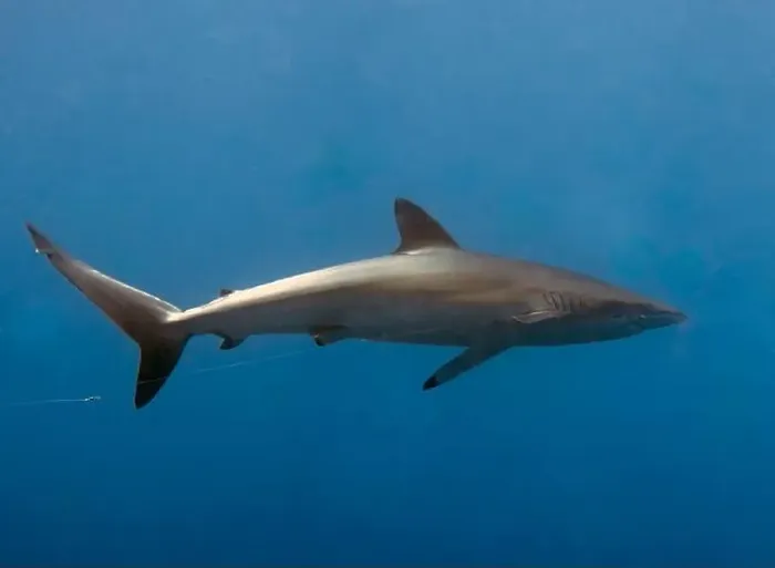 Framed Print : Silky Shark (Carcharhinus falciformis) in the Pacific Ocean, Baja California Sur, Mexico Framed Print : Silky Shark (Carcharhinus falciformis) in the Pacific Ocean, Baja California Sur, Mexico