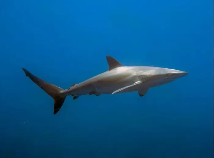 Framed Print : Silky Shark (Carcharhinus falciformis) in the Pacific Ocean, Baja California Sur, Mexico