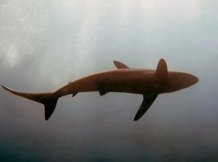 Framed Print : Silky Shark (Carcharhinus falciformis) in the Pacific Ocean, Baja California Sur, Mexico Framed Print : Silky Shark (Carcharhinus falciformis) in the Pacific Ocean, Baja California Sur, Mexico