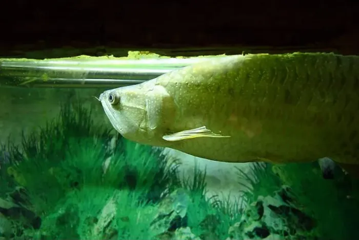 Framed Print : a silver arowana fish in aquarium Framed Print : a silver arowana fish in aquarium
