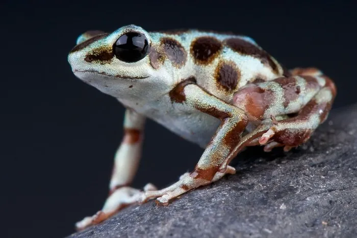 Framed Print : Silver dart frog / Oophaga pumilio Framed Print : Silver dart frog / Oophaga pumilio