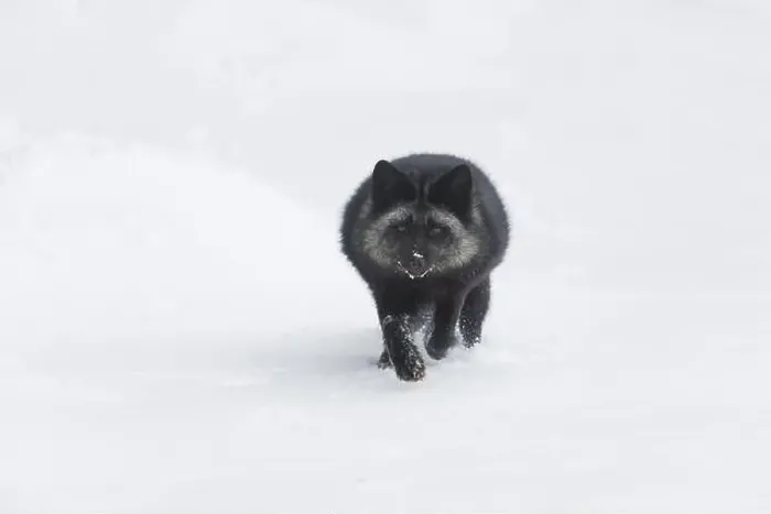 Framed Print : Silver fox Vulpes vulpes, adult running on snow, Montana, USA, March Framed Print : Silver fox Vulpes vulpes, adult running on snow, Montana, USA, March