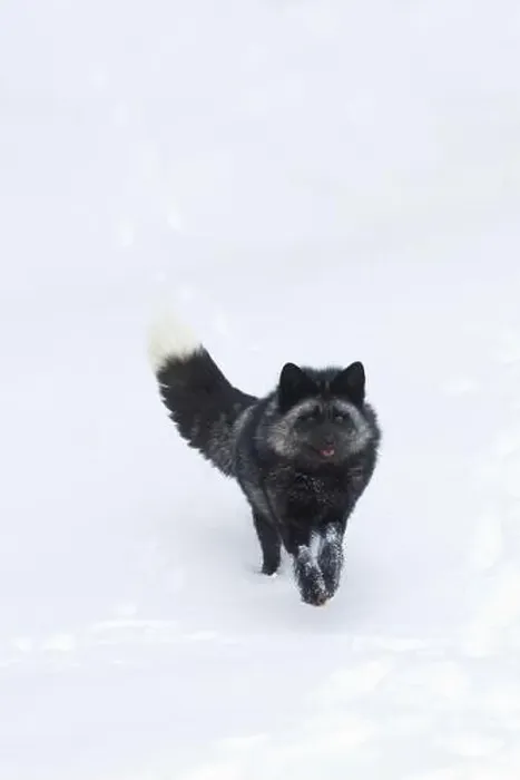 Framed Print : Silver fox Vulpes vulpes, adult running on snow, Montana, USA, March Framed Print : Silver fox Vulpes vulpes, adult running on snow, Montana, USA, March