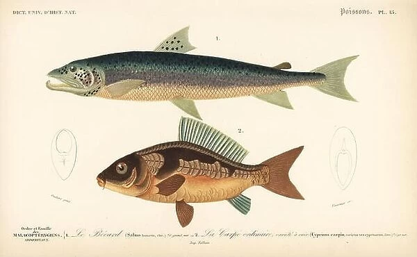 Silver salmon, Salmo salar, Salmo hamatus, and common carp, Cyprinus carpio, vulnerable. Handcolored engraving by Fournier after an illustration by