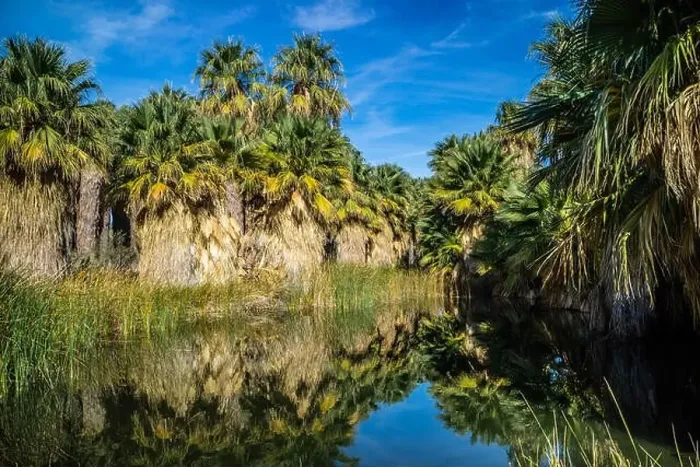 Framed Print : Simone Pond at McCallum Grove in Palm Spring, California Framed Print : Simone Pond at McCallum Grove in Palm Spring, California
