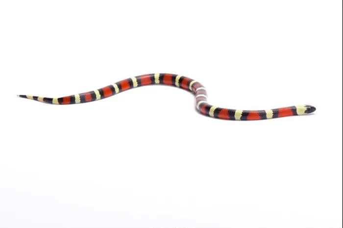 Framed Print : Sinaloan milk snake, Lampropeltis triangulum sinaloae, Mexico Framed Print : Sinaloan milk snake, Lampropeltis triangulum sinaloae, Mexico