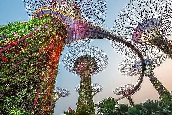 SINGAPORE - SEPTEMBER 5, 2015: Supertrees at Gardens by the Bay. The tree-like structures are fitted with environmental technologies that mimic the ec