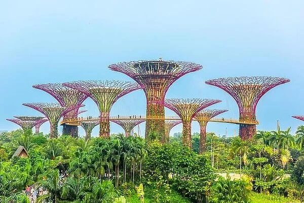 SINGAPORE - SEPTEMBER 5, 2015: Supertrees at Gardens by the Bay