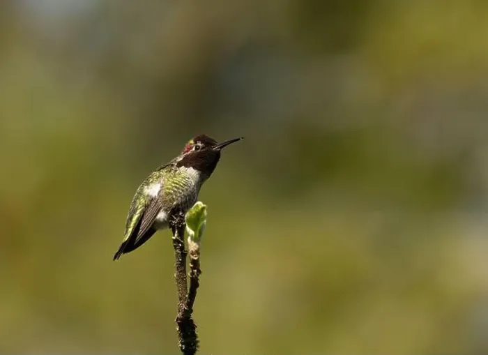 Framed Print : Single Anna's Hummingbird perched on a branch in Victoria, British Columbia, Canada Framed Print : Single Anna's Hummingbird perched on a branch in Victoria, British Columbia, Canada