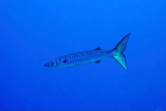 Framed Print : Single barracuda (Sphyraena viridensis) swimming in the blue ocean Framed Print : Single barracuda (Sphyraena viridensis) swimming in the blue ocean