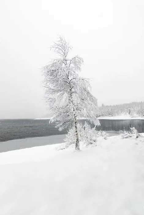 Framed Print : Single birch tree covered with snow in front of lake on cold winter day with lot of snow Framed Print : Single birch tree covered with snow in front of lake on cold winter day with lot of snow