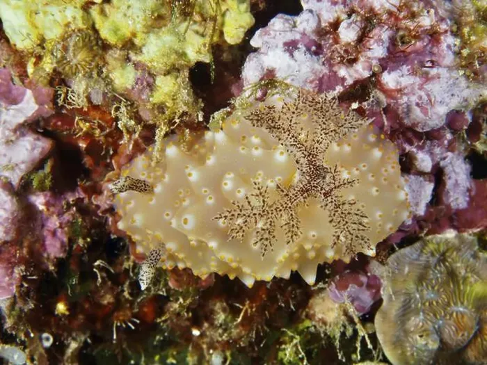 Framed Print : A single brown-yellow nudibranch with blotchy skin Framed Print : A single brown-yellow nudibranch with blotchy skin
