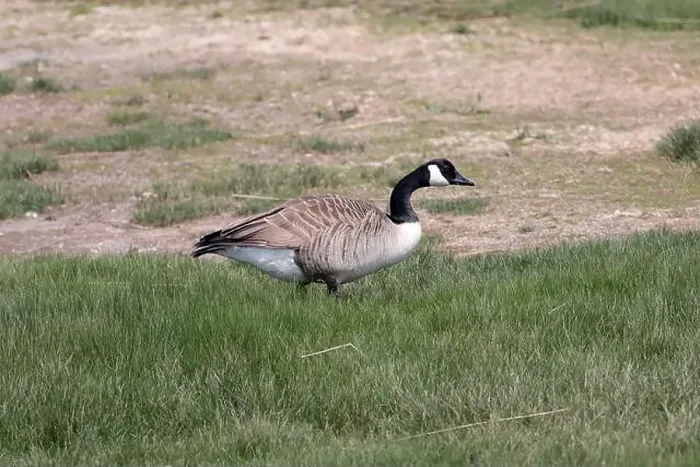 Framed Print : A single Canada goose (Branta canadensis) walking through long grass from left to right Framed Print : A single Canada goose (Branta canadensis) walking through long grass from left to right