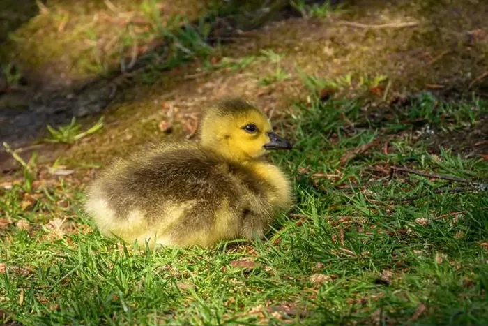 Framed Print : Single Canadian Goose Gosling Sitting on Grass Framed Print : Single Canadian Goose Gosling Sitting on Grass