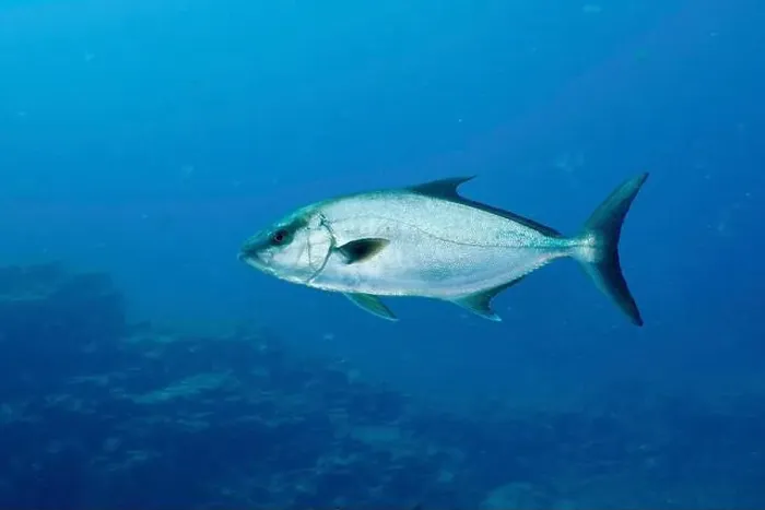 Framed Print : Single eye-stripe amberjack (Seriola rivoliana) Framed Print : Single eye-stripe amberjack (Seriola rivoliana)