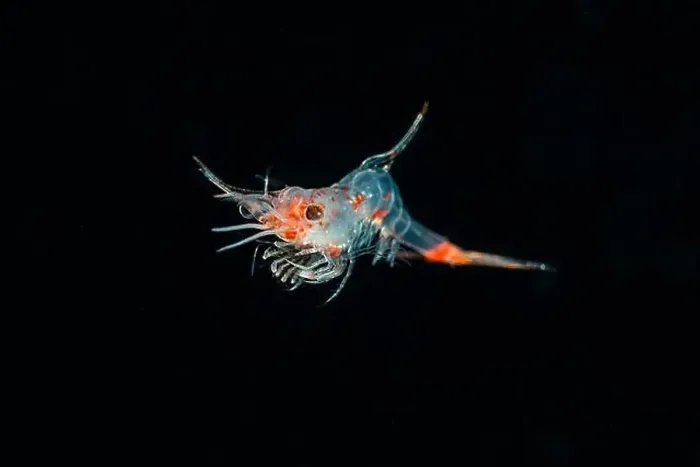 Framed Print : Single krill specimen (Euphausiacea) in black water, Raja Ampat, West Papua, Indonesia Framed Print : Single krill specimen (Euphausiacea) in black water, Raja Ampat, West Papua, Indonesia
