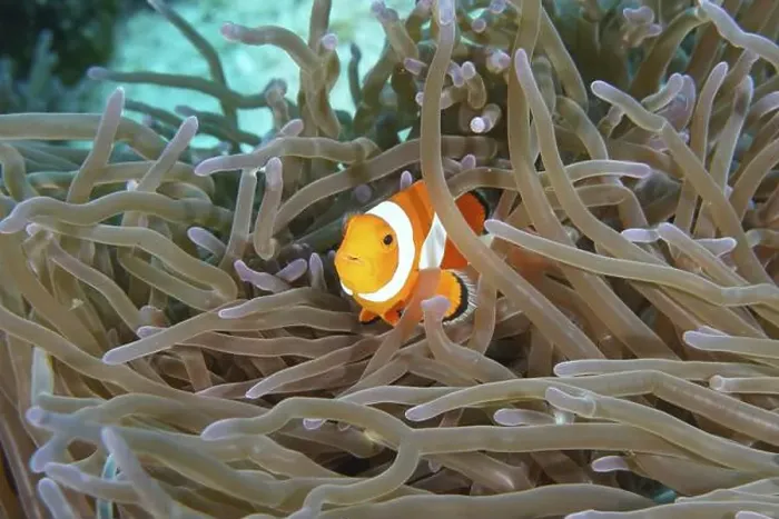 Framed Print : A single Ocellaris Clownfish (Amphiprion ocellaris) hiding between the tentacles of a sea anemone Framed Print : A single Ocellaris Clownfish (Amphiprion ocellaris) hiding between the tentacles of a sea anemone