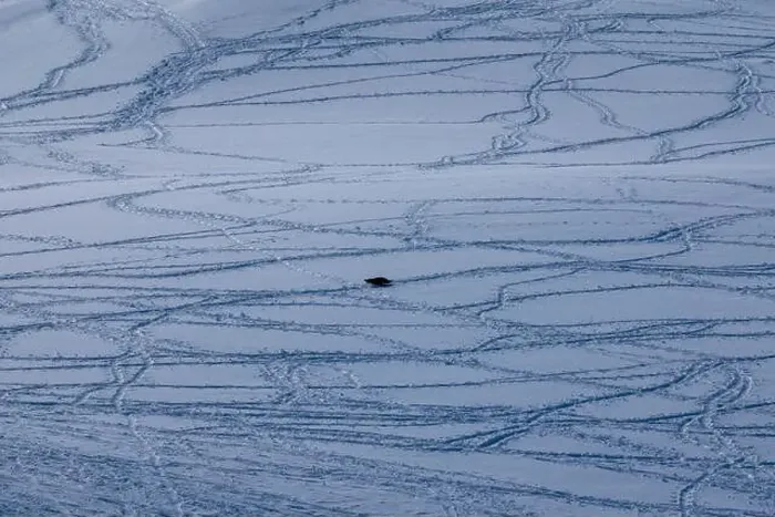 Framed Print : Single penguin lying on the snow. Penguin tracks on the snow Framed Print : Single penguin lying on the snow. Penguin tracks on the snow